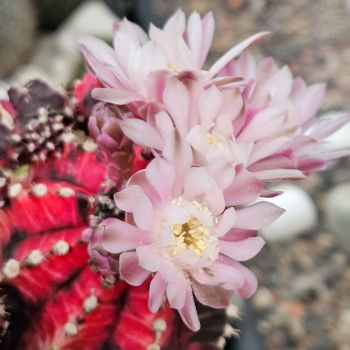 Gymnocalycium mihanovichii / bunte Körper